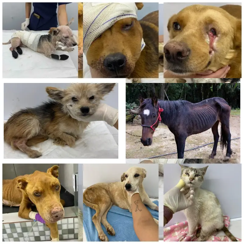 Montagem dos animais resgatados e atendidos pelo abrigo