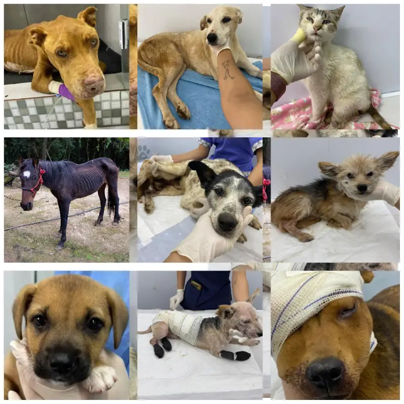 Animais do abrigo recebendo cuidados veterinários